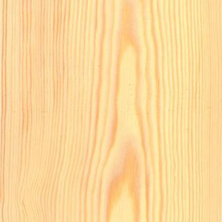 樟子松 Scots Pine